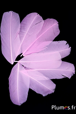 Pétales en plumes - 13-16 x 6 cm - rose 